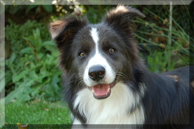 Border Collie